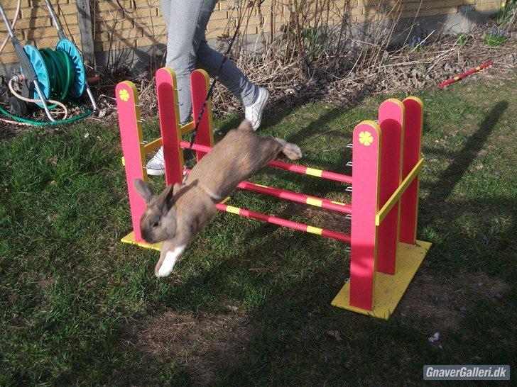 Kanin Staldlyne's Jacob billede 16