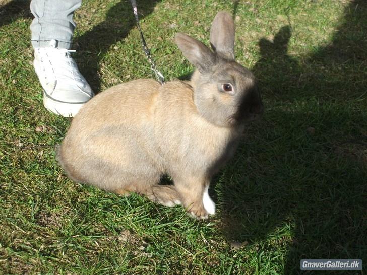 Kanin Staldlyne's Jacob billede 3