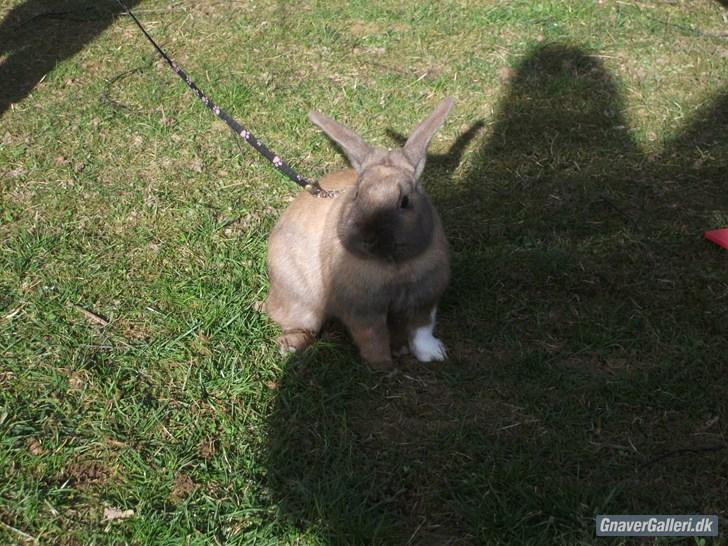 Kanin Staldlyne's Jacob billede 10