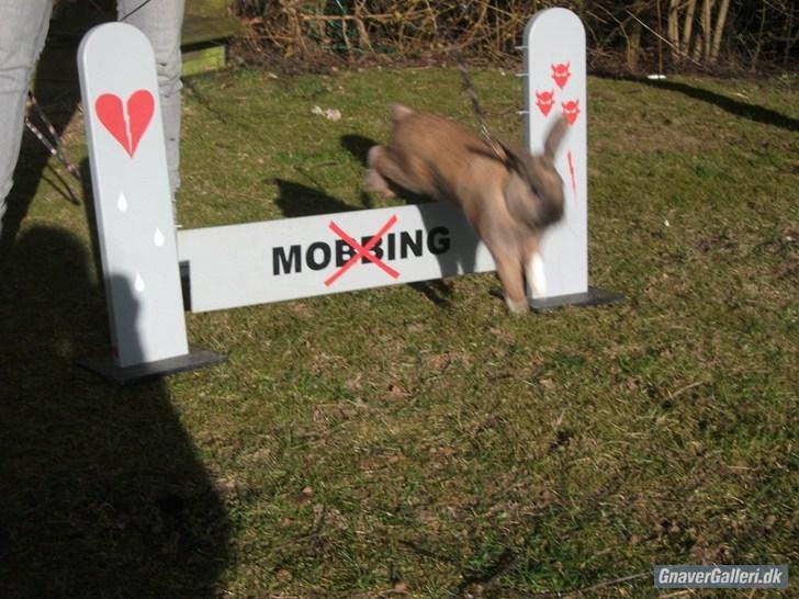 Kanin Staldlyne's Jacob billede 4