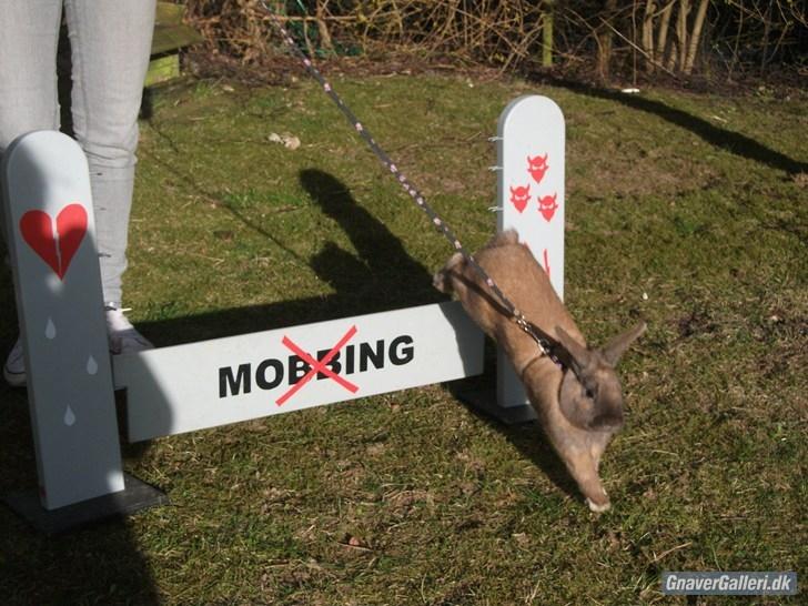 Kanin Staldlyne's Jacob billede 6