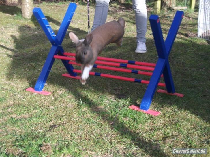 Kanin Staldlyne's Jacob billede 8