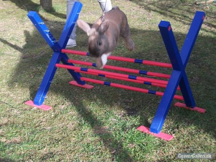 Kanin Staldlyne's Jacob billede 11