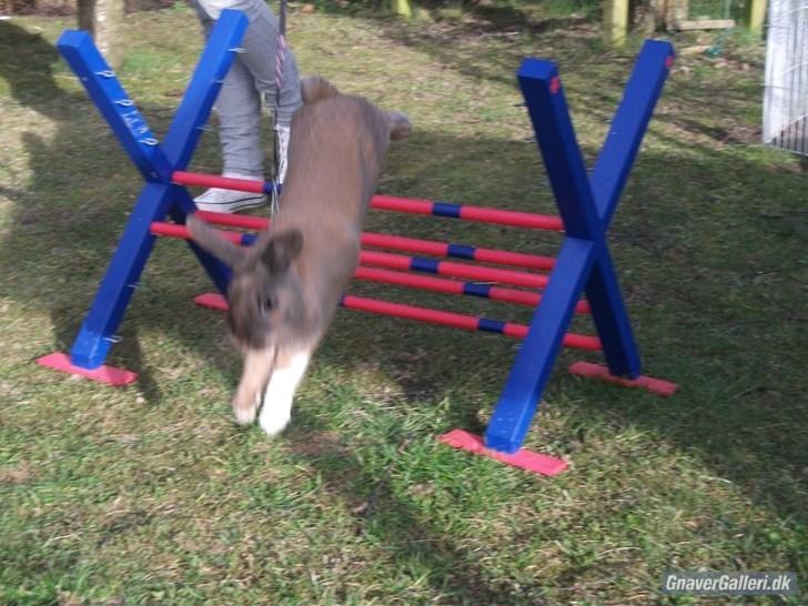 Kanin Staldlyne's Jacob billede 13