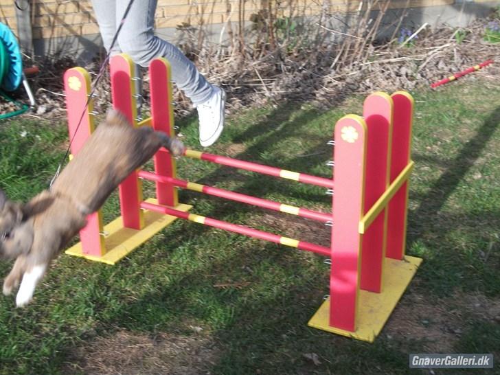 Kanin Staldlyne's Jacob billede 14