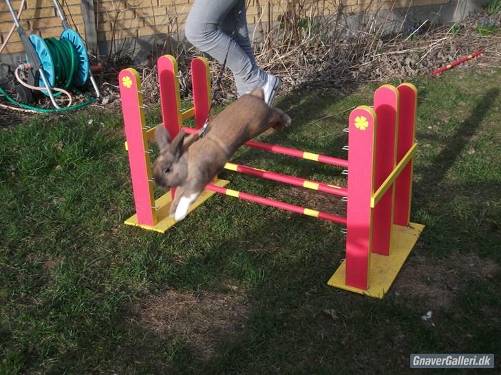 Kanin Staldlyne's Jacob billede 2