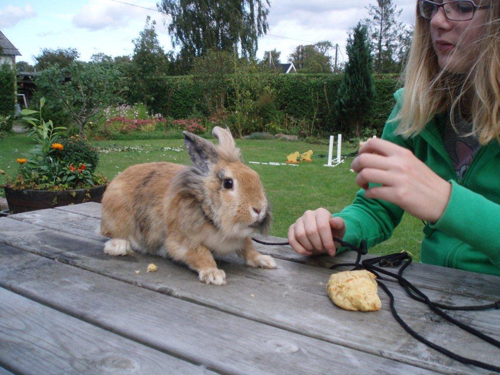 Kanin Tokyo billede 1