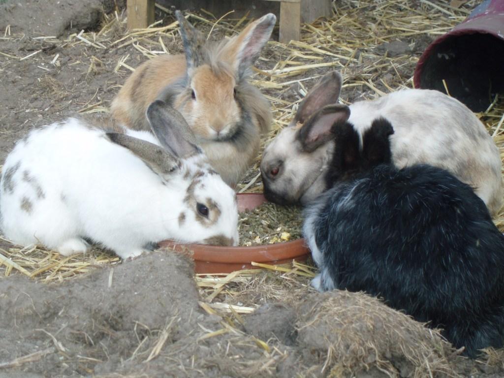 Kanin Tokyo billede 2