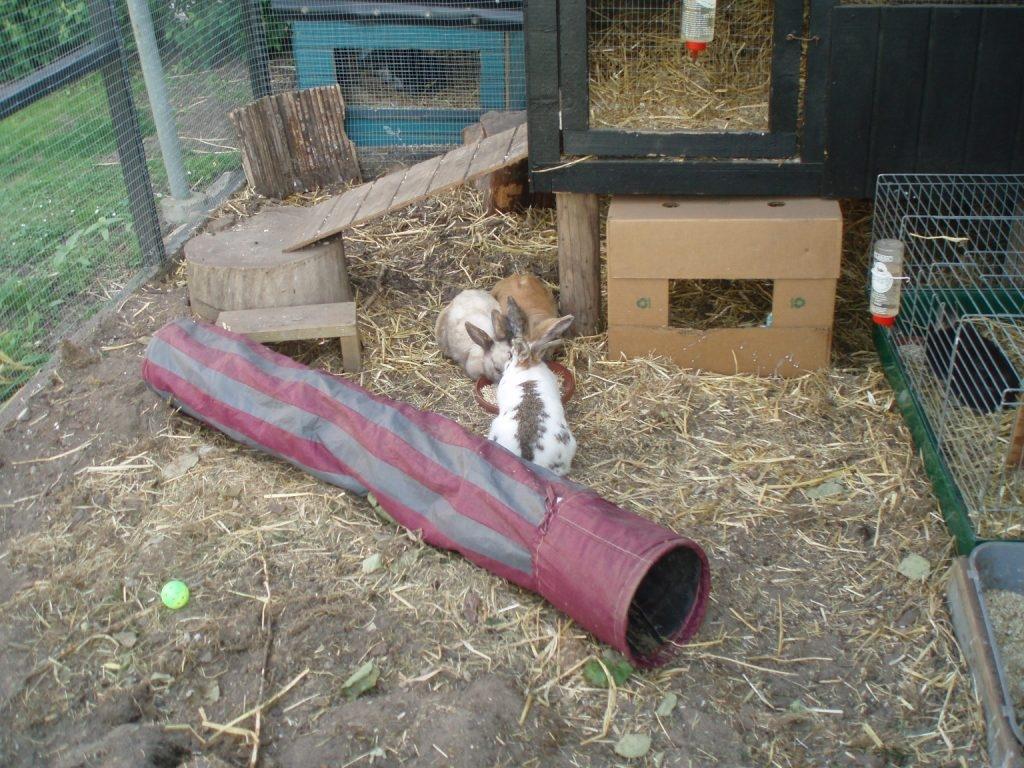 Kanin Tokyo billede 3