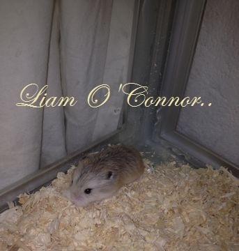 Dværghamster Liam O'Connor - Baby Liam.. billede 10