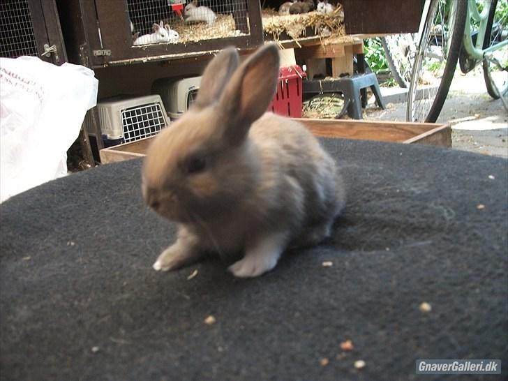 Kanin Staldlyne's Jacob billede 17