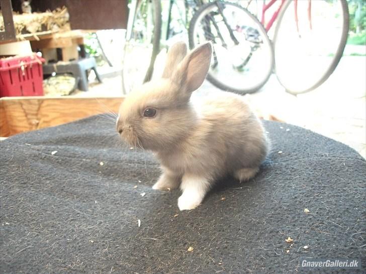 Kanin Staldlyne's Jacob billede 12