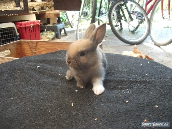 Kanin Staldlyne's Jacob billede 15