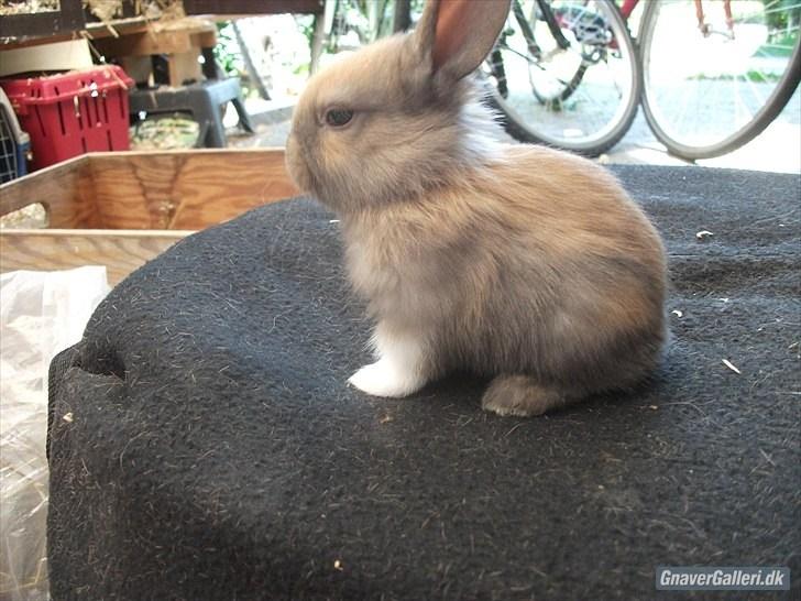 Kanin Staldlyne's Jacob billede 7