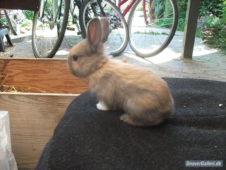 Kanin Staldlyne's Jacob billede 9