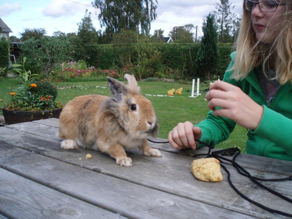 Kanin Tokyo billede 4