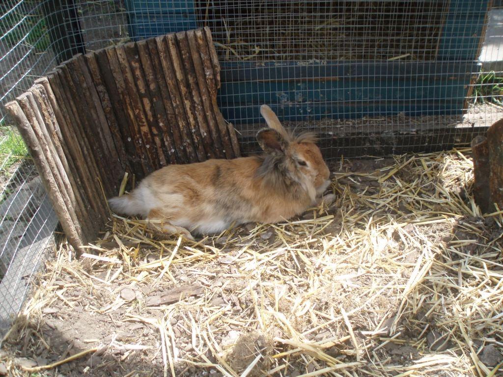 Kanin Tokyo billede 5