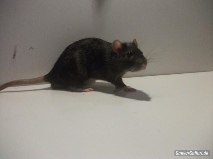 Tamrotte KA-Rodentry´s Blackie billede 2