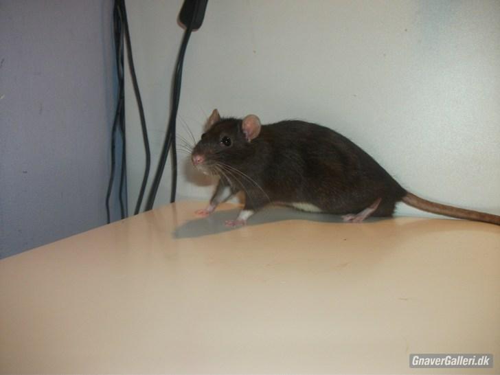 Tamrotte KA-Rodentry´s Blackie billede 1