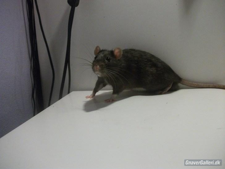 Tamrotte KA-Rodentry´s Blackie billede 3