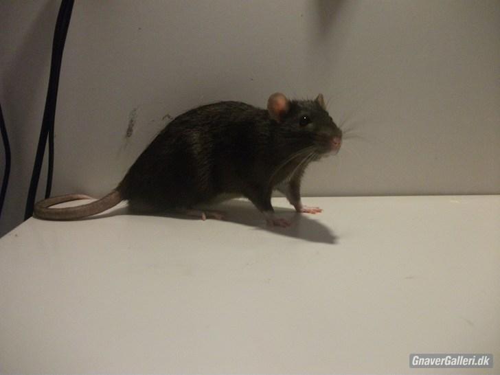 Tamrotte KA-Rodentry´s Blackie billede 4