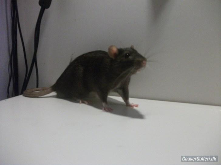 Tamrotte KA-Rodentry´s Blackie billede 5