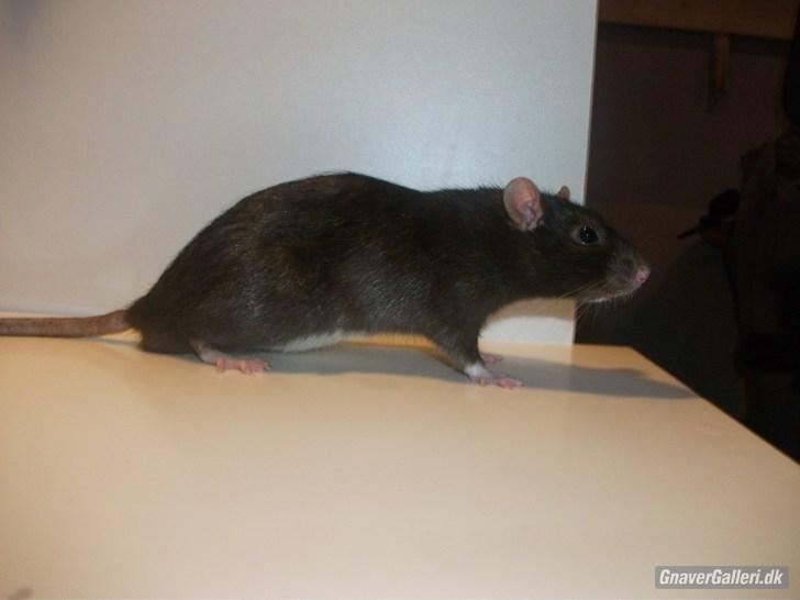 Tamrotte KA-Rodentry´s Blackie billede 6