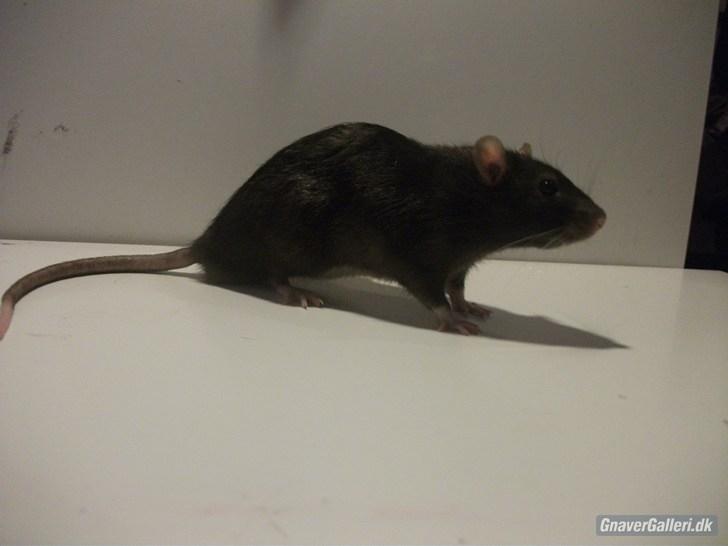 Tamrotte KA-Rodentry´s Blackie billede 7