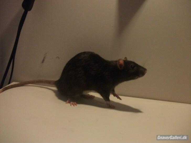 Tamrotte KA-Rodentry´s Blackie billede 8