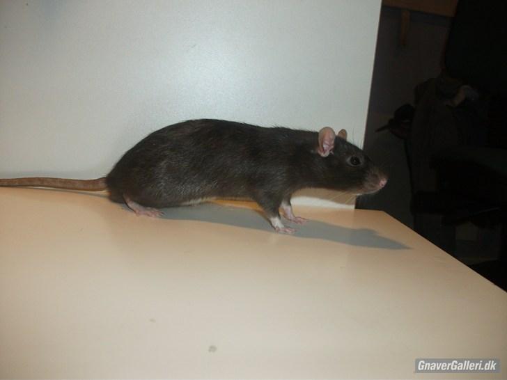 Tamrotte KA-Rodentry´s Blackie billede 9