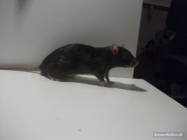 Tamrotte KA-Rodentry´s Blackie billede 10