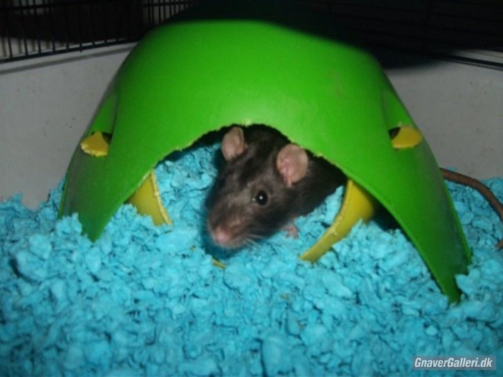 Tamrotte KA-Rodentry´s Blackie billede 11