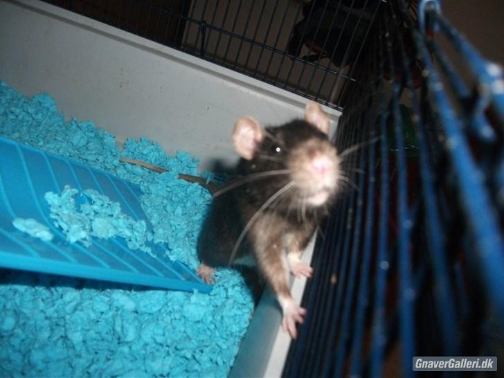 Tamrotte KA-Rodentry´s Blackie billede 12