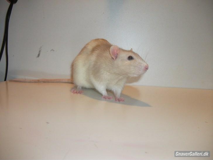 Tamrotte KA-Rodentry´s Toby billede 1