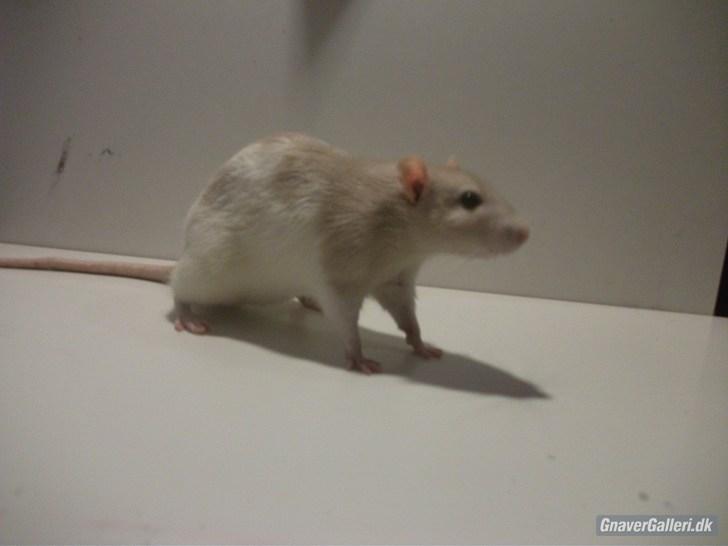 Tamrotte KA-Rodentry´s Toby billede 2