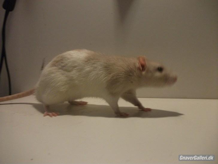 Tamrotte KA-Rodentry´s Toby billede 3