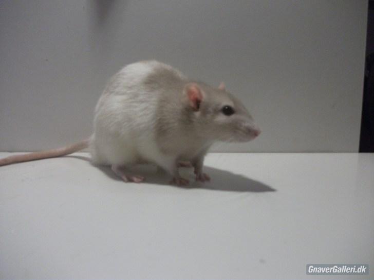 Tamrotte KA-Rodentry´s Toby billede 4