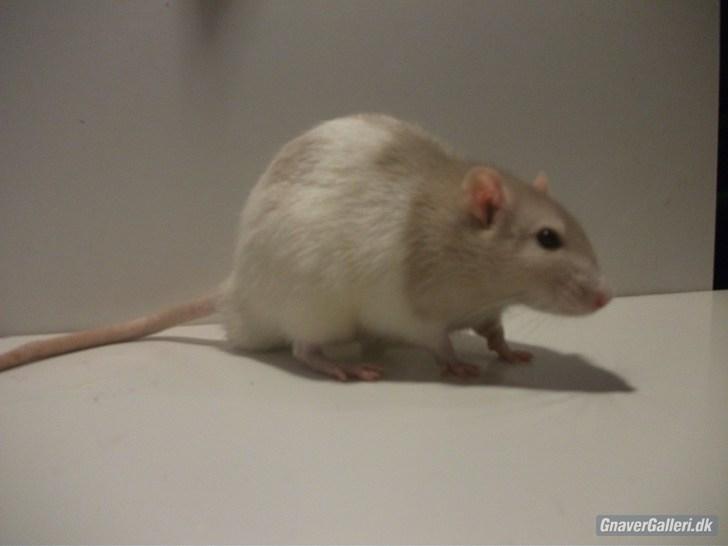 Tamrotte KA-Rodentry´s Toby billede 5