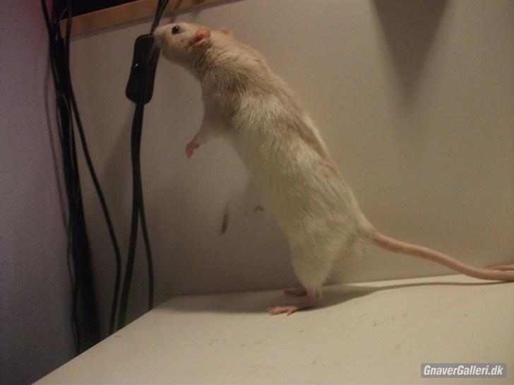 Tamrotte KA-Rodentry´s Toby billede 6