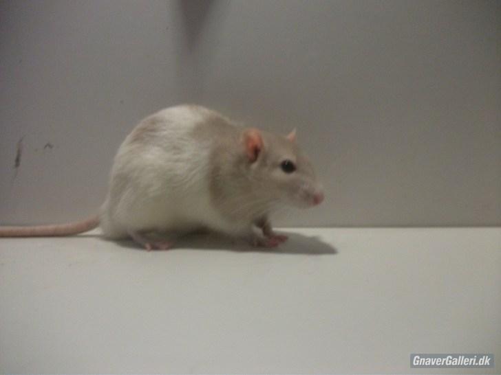 Tamrotte KA-Rodentry´s Toby billede 7