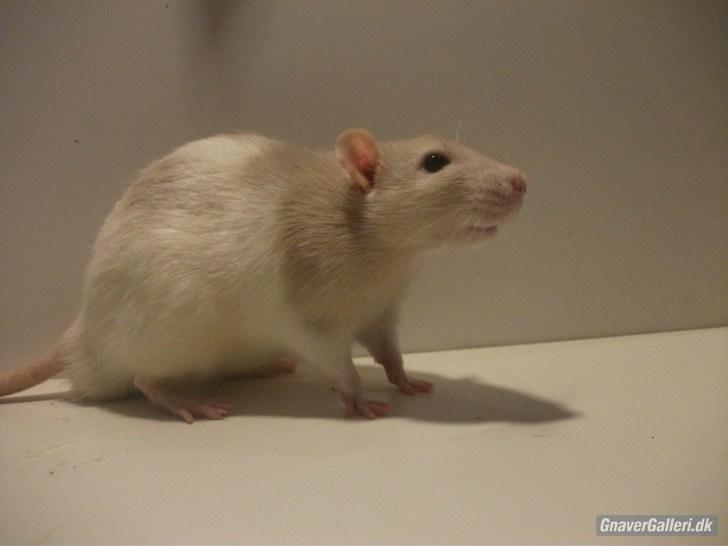 Tamrotte KA-Rodentry´s Toby billede 8