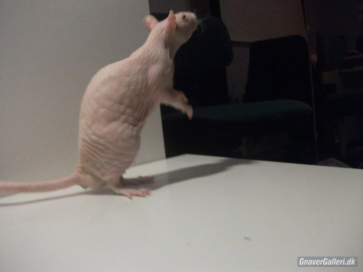 Tamrotte KA-Rodentry´s Magnum billede 1