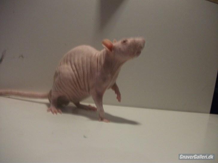 Tamrotte KA-Rodentry´s Magnum billede 2