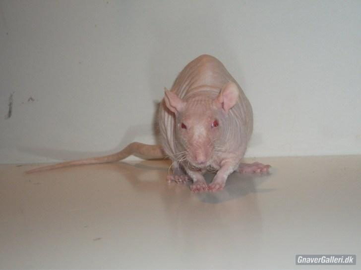 Tamrotte KA-Rodentry´s Magnum billede 3