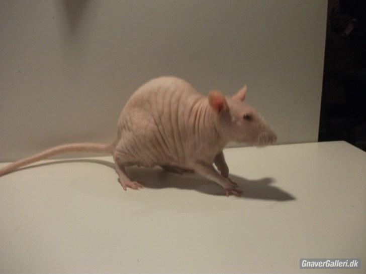 Tamrotte KA-Rodentry´s Magnum billede 4