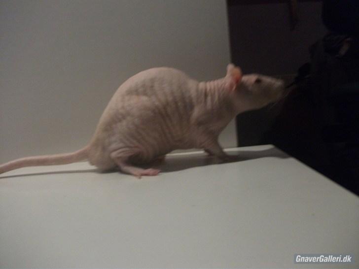 Tamrotte KA-Rodentry´s Magnum billede 5