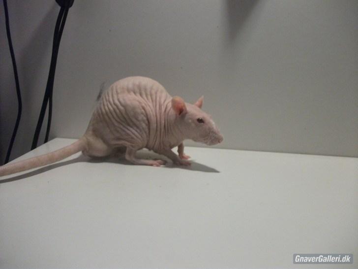 Tamrotte KA-Rodentry´s Magnum billede 6