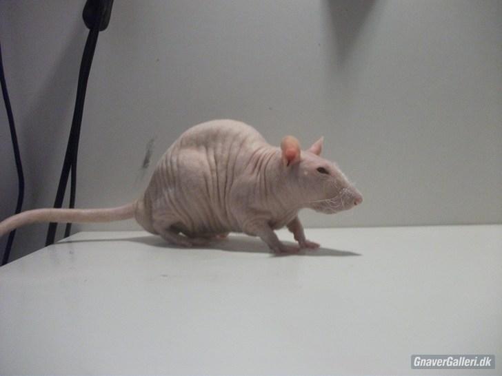 Tamrotte KA-Rodentry´s Magnum billede 7