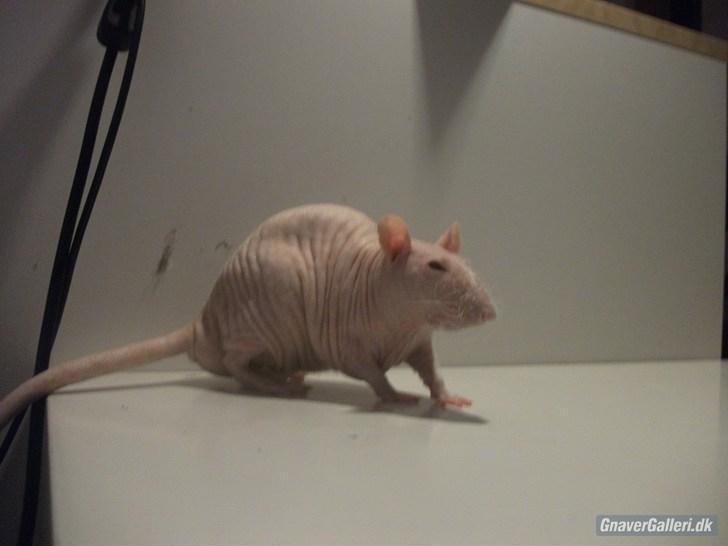 Tamrotte KA-Rodentry´s Magnum billede 8