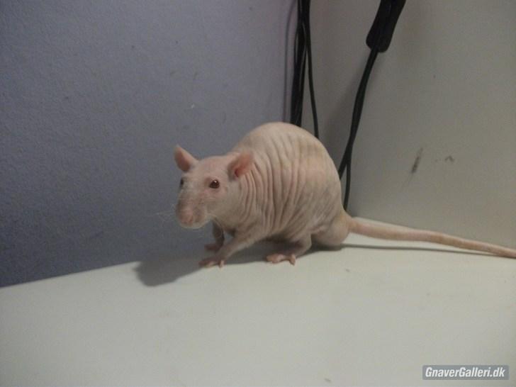 Tamrotte KA-Rodentry´s Magnum billede 9